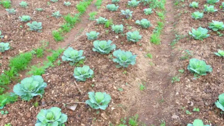 How to Start Cabbage Farming