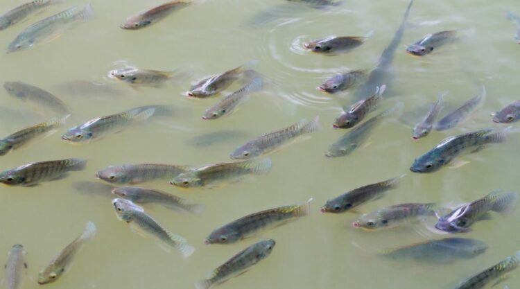 Types of Tilapia Cultivation Method