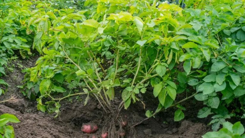 Potato Leaves and Vines