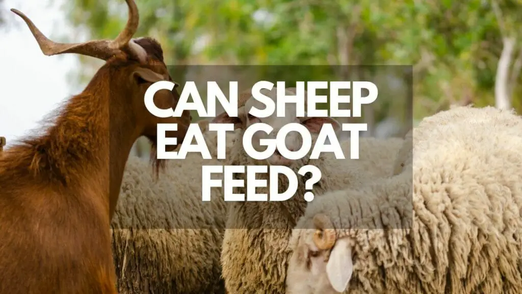 Can Sheep Eat Goat Feed?